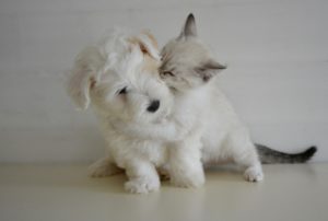 Photo of a kitten giving a puppy a kiss